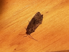 Gymnandrosoma punctidiscanum