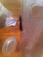 Amorphoscelis javana