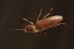 Conoderus lividus