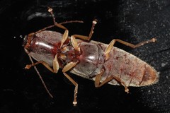 Conoderus lividus