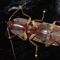 Conoderus lividus