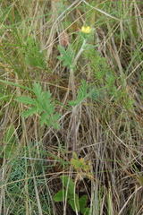 Potentilla conferta