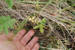 Potentilla conferta