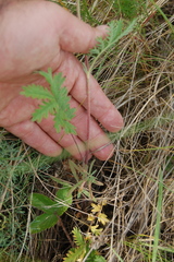 Potentilla conferta