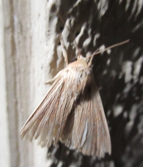 Acronicta insularis
