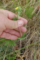 Potentilla conferta