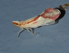 Otiocerus coquebertii