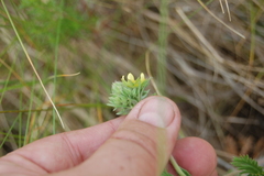 Potentilla conferta