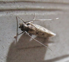 Tineidae clade b