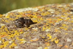 Pleurodema bufoninum