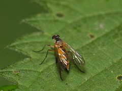 Rhagio lineola
