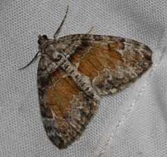 Dysstroma hersiliata