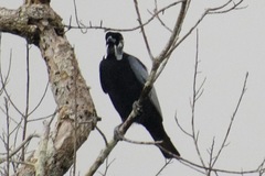 Gymnoderus foetidus