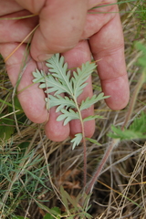 Potentilla conferta
