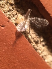 Nallachius americanus