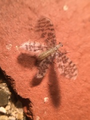 Nallachius americanus