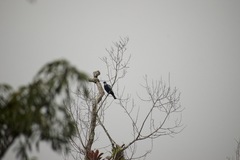 Gymnoderus foetidus