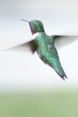 Archilochus colubris