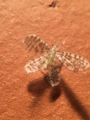 Nallachius americanus