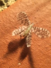 Nallachius americanus