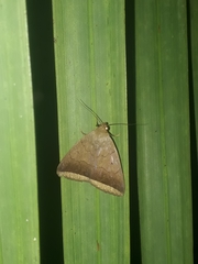 Hypena iconicalis