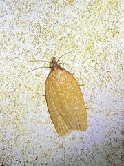 Sparganothis distincta