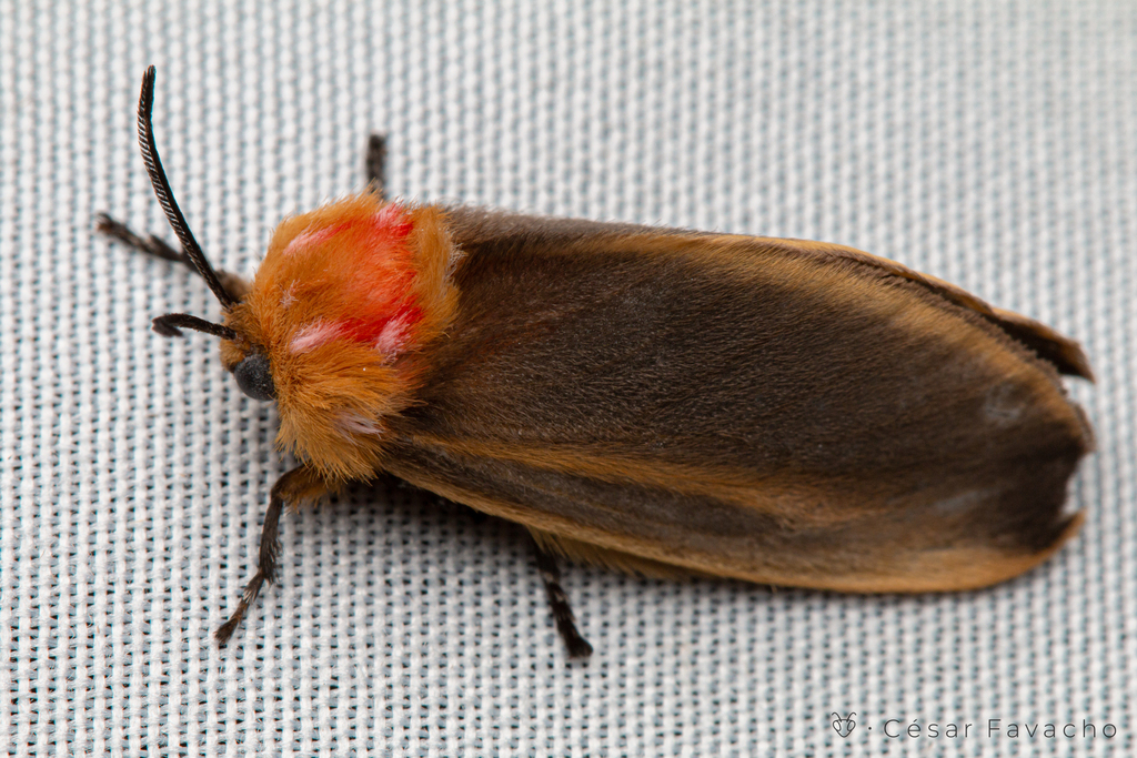 Endobrachys revocans