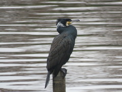 Phalacrocorax carbo