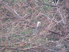 Cyanopica cyanus