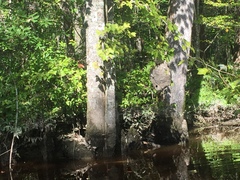 Dolichovespula maculata