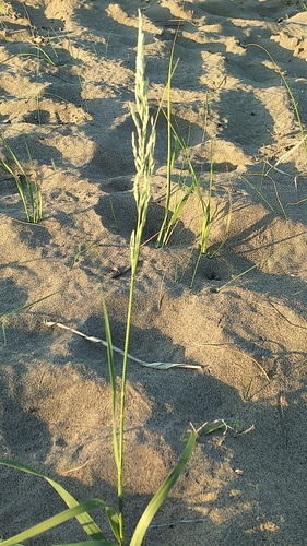 prairie sandreed (Calamovilfa longifolia)