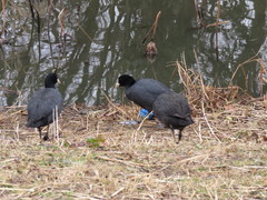Fulica atra