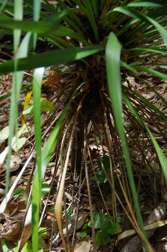 Image of Yucca recurvifolia by (c) Eric Knight, some rights reserved (CC BY)
