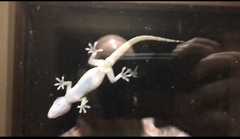 Hemidactylus turcicus