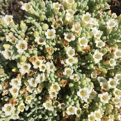 Nolana crassulifolia