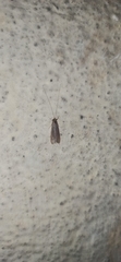Trichoptera