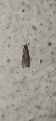 Trichoptera