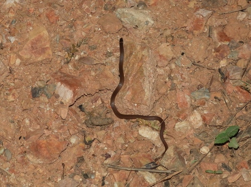 Pacific Coast Centipede Snake