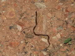 Tantilla calamarina