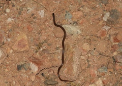 Tantilla calamarina