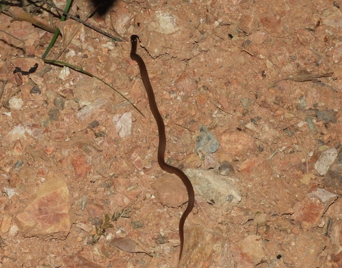 Pacific Coast Centipede Snake