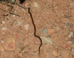 Tantilla calamarina