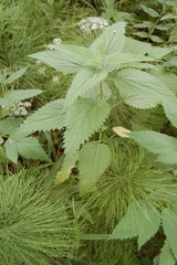Urtica galeopsifolia