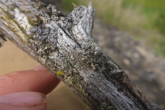 Phaeophyscia ciliata