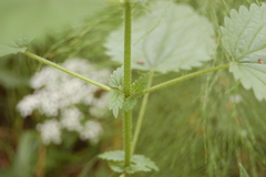 Urtica galeopsifolia