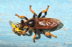 Pogonosoma maroccanum