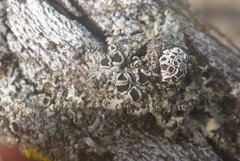 Phaeophyscia ciliata