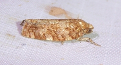 Choristoneura pinus