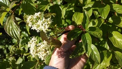 Cornus sericea occidentalis