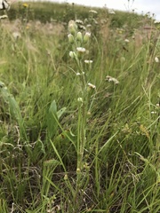 Erigeron lonchophyllus